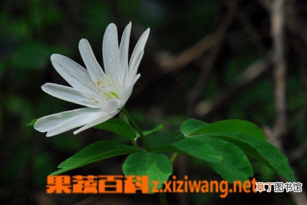 多被银莲花的功效与作用