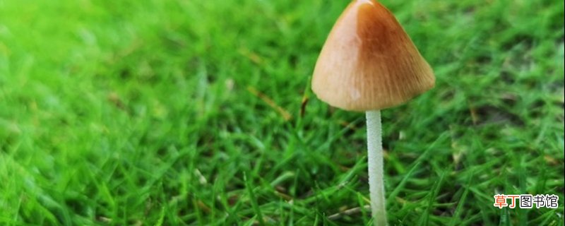 花盆里长出了蘑菇预示着什么