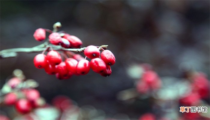插茱萸的来历