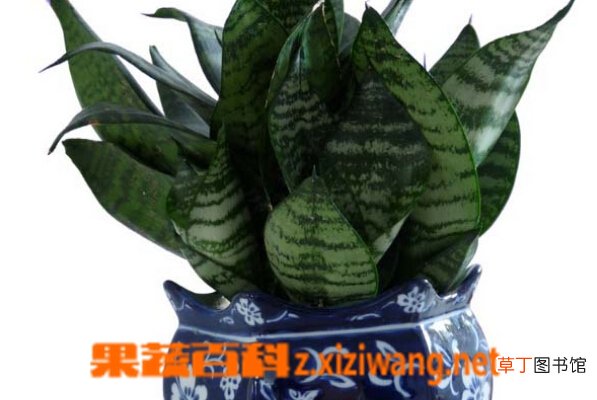 虎皮兰花的养殖方法和技巧