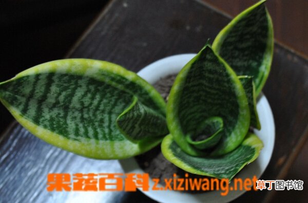 虎皮兰有什么作用 虎皮兰花的作用