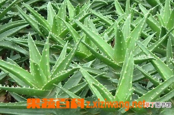 芦荟皮的功效与作用