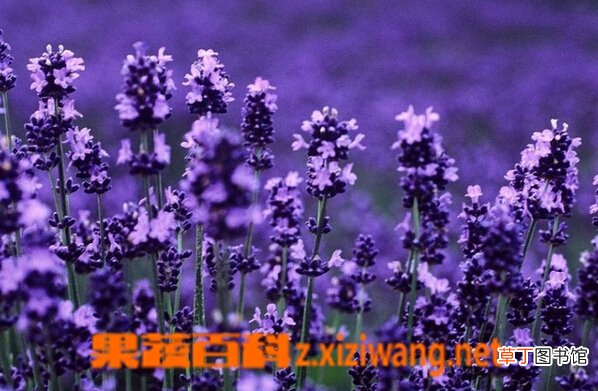 薰衣草有哪些功效与作用