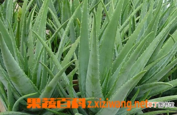 鲜芦荟的功效与作用