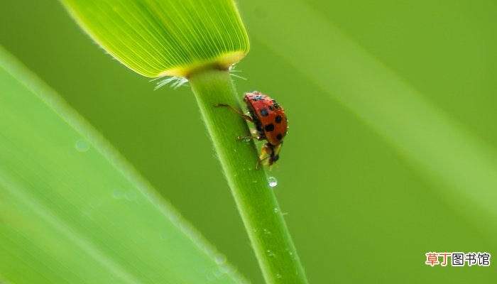 瓢虫是益虫还是害虫