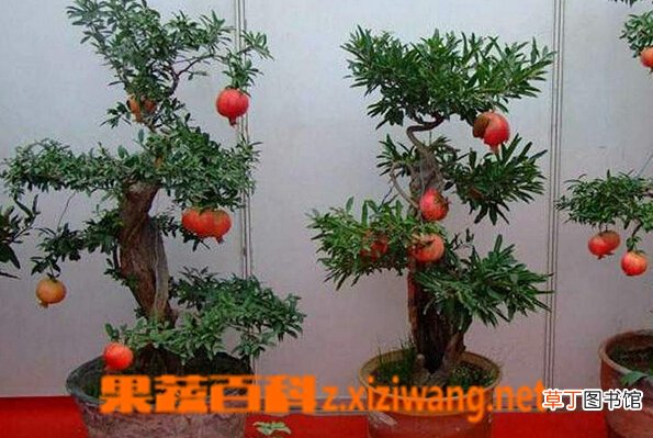 盆栽石榴的养殖方法