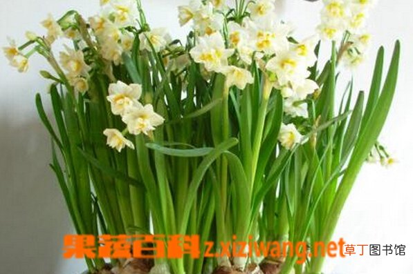 水仙花和大蒜的区别