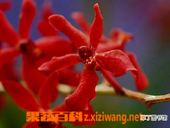 红珊瑚的功效与作用