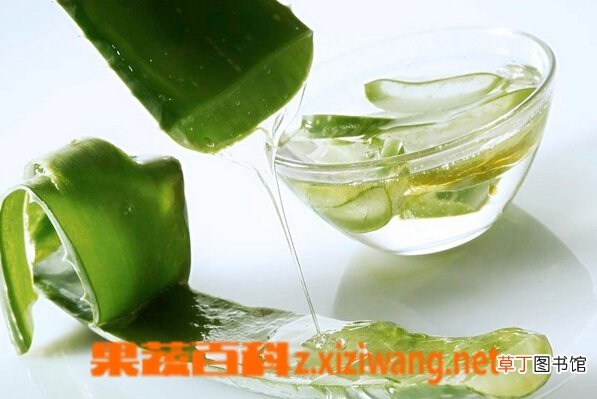 怎么自制芦荟汁 芦荟汁的制作方法教程