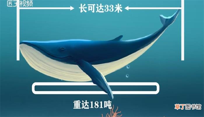 最大的哺乳动物是什么