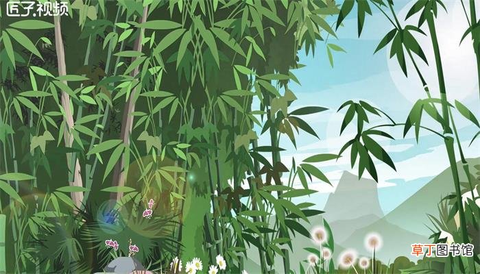 竹子是什么植物