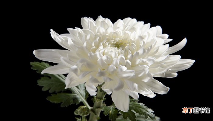 重阳节和菊花有什么关系