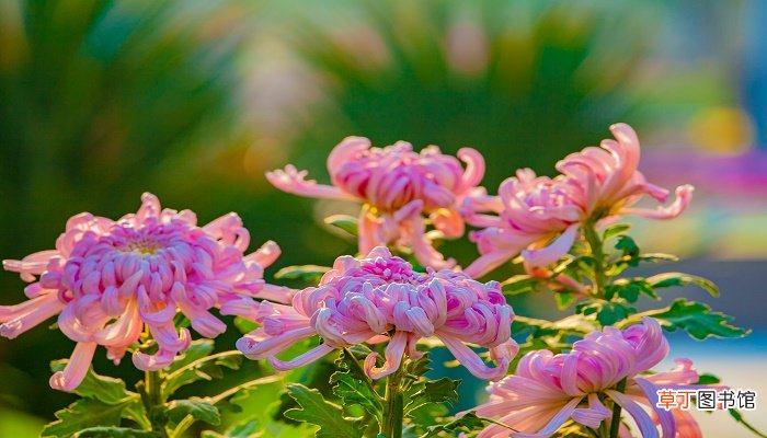 重阳节和菊花有什么关系