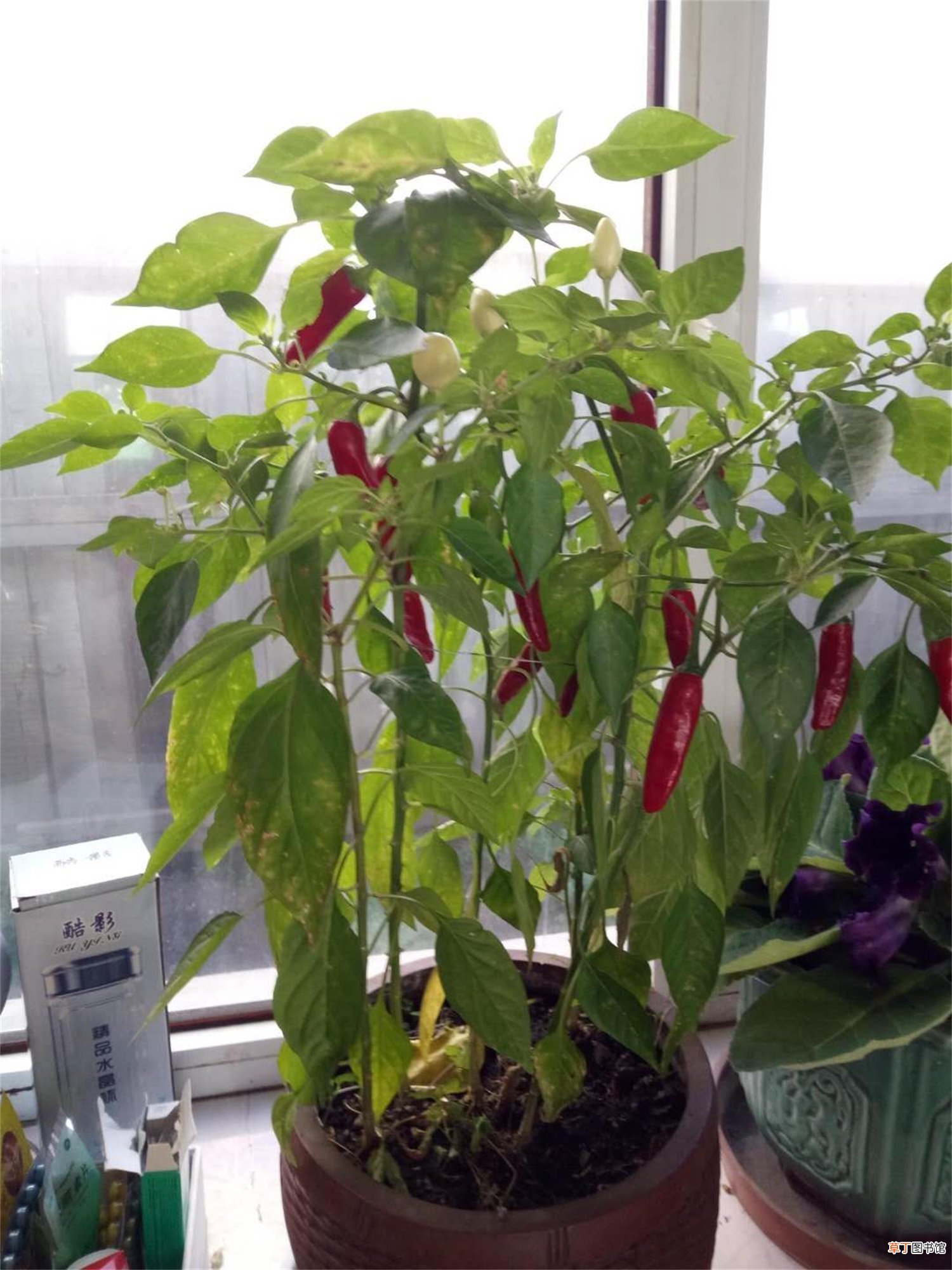 热性蔬菜有哪些
