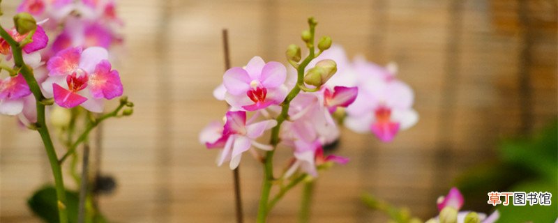 蝴蝶兰几点开放