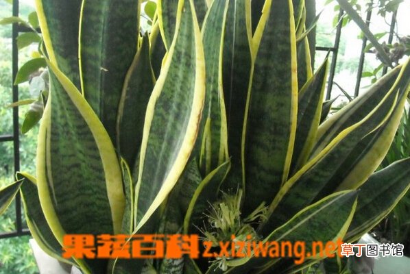 金边虎皮兰图片大全 金边虎皮兰开花有毒吗
