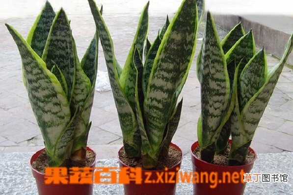 金边虎皮兰图片大全 金边虎皮兰开花有毒吗