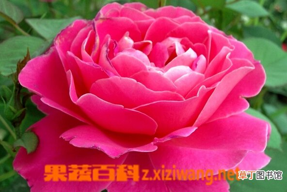 常见花的名字和图片