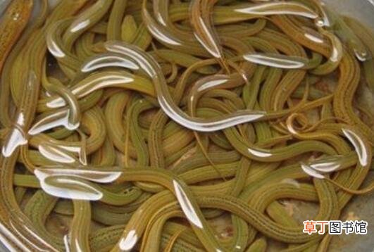 黄鳝的功效与作用及食用方法