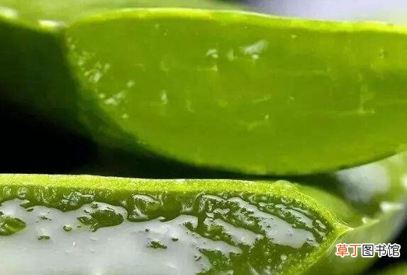 长期抹芦荟胶对脸好吗 芦荟胶用久了脸会变黑是真的吗