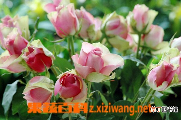 带刺花的种类和图片