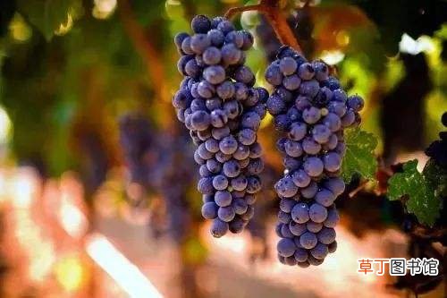 熬夜加班伤害大，多吃这五种水果可以补救