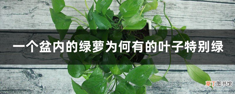 一个盆内的绿萝为何有的叶子特别绿