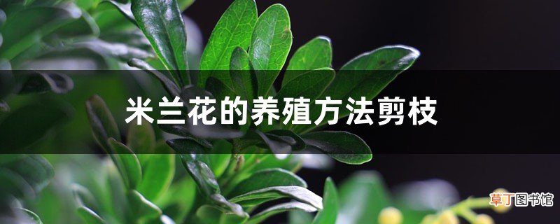 米兰花的养殖方法剪枝