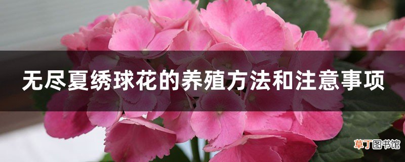 无尽夏绣球花的养殖方法和注意事项