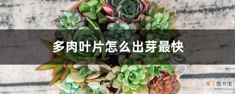 多肉叶片怎么出芽最快