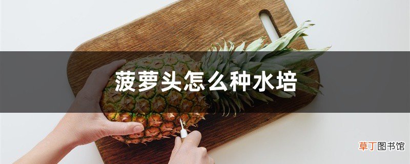 菠萝头怎么种水培