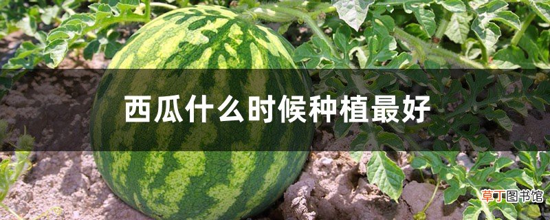 西瓜什么时候种植最好,怎么种植