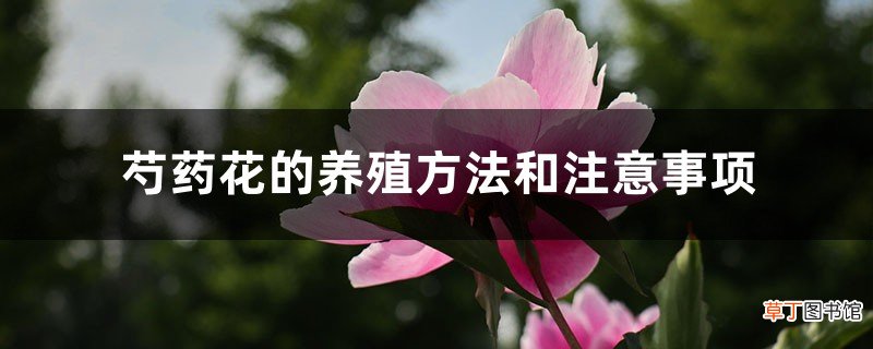 芍药花的养殖方法和注意事项
