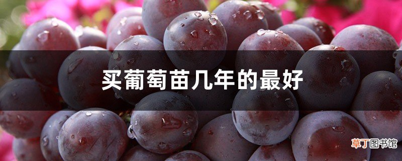 买葡萄苗几年的最好，怎么栽种