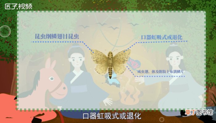 飞蛾有毒吗
