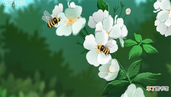 蜘蛛是昆虫吗