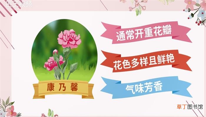 康乃馨花语代表什么