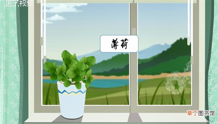 驱蚊植物哪种最好