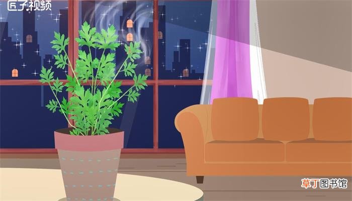 驱蚊植物哪种最好
