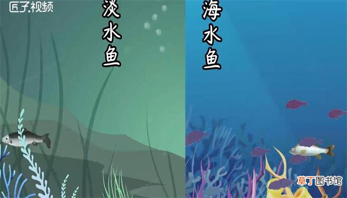 鱼是动物吗