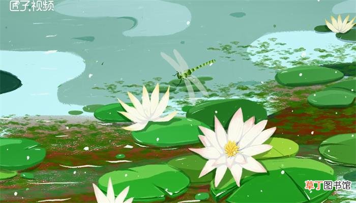 满江红是什么植物