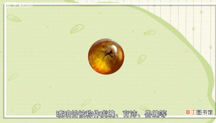 关于琥珀的由来