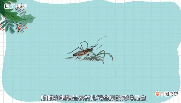 蛐蛐和蝈蝈的区别