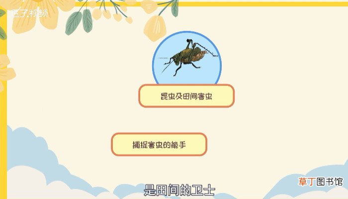 蛐蛐和蝈蝈的区别