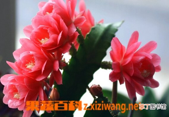 仙人剑花图片和养殖技巧