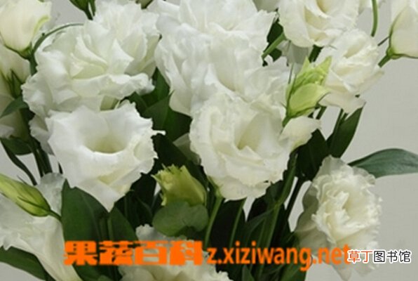 洋桔梗花图片和功效