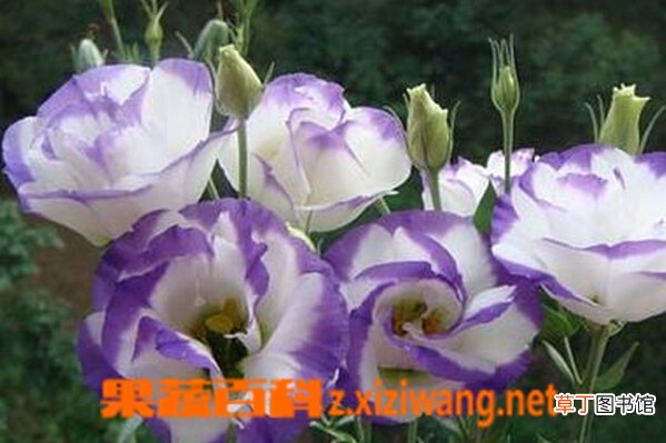 洋桔梗花图片和功效