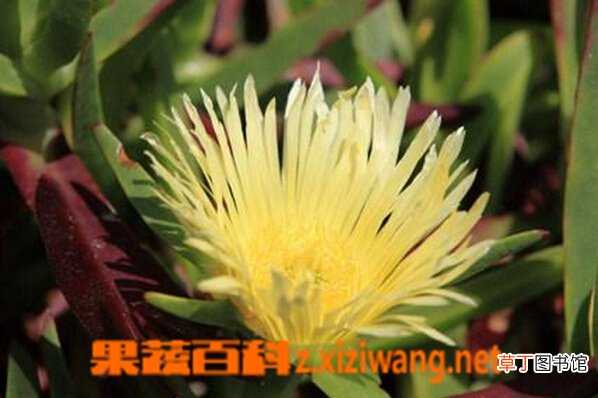 霸王花怎么吃 霸王花的食用方法