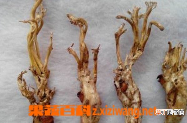 野生蝉花的功效和作用