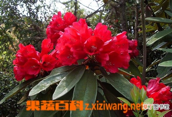 野生杜鹃花种类和图片